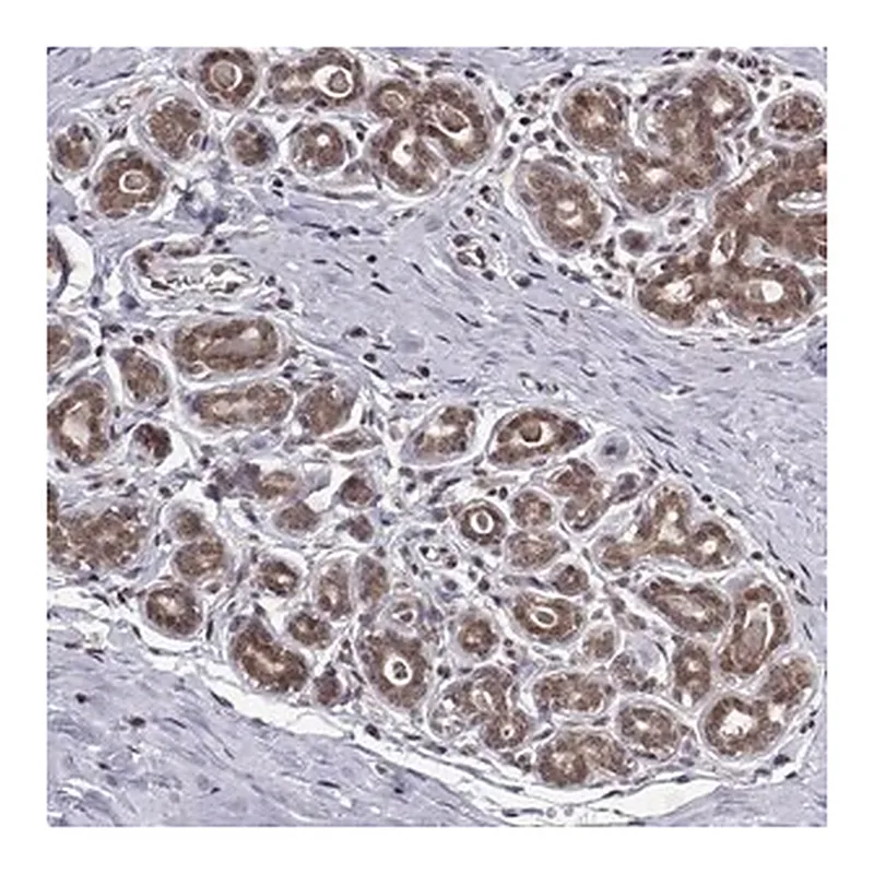 Merck Anti-PKN2 antibody produced in rabbit