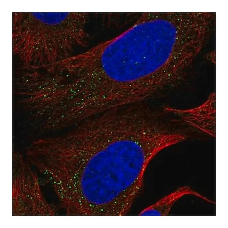 Merck Anti-NEK4 antibody produced in rabbit
