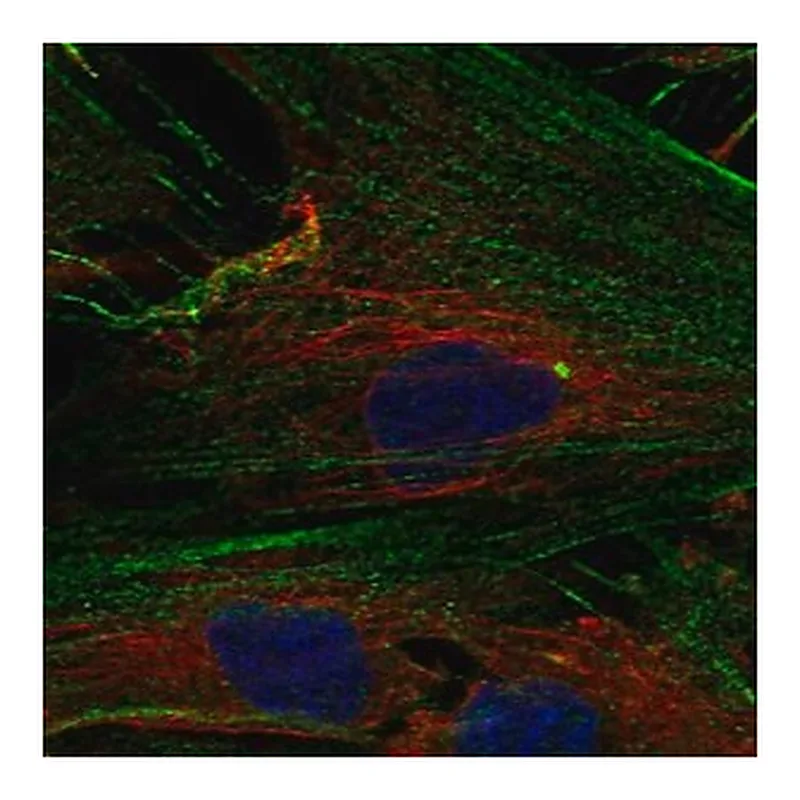 Merck Anti-NPTX2 antibody produced in rabbit