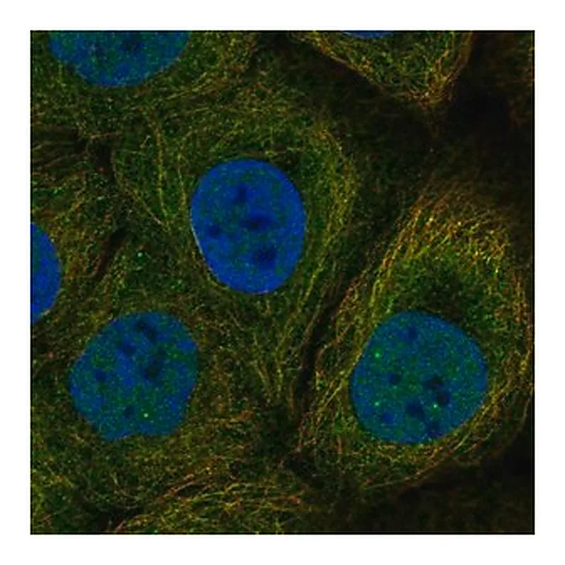 Merck Anti-DAPL1 antibody produced in rabbit