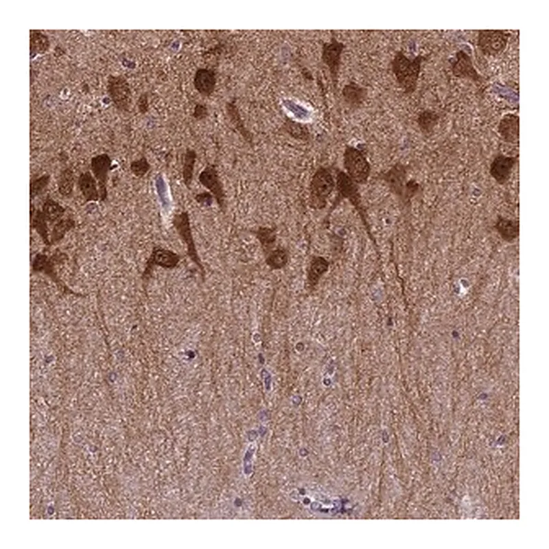 Merck Anti-PRRT1 antibody produced in rabbit