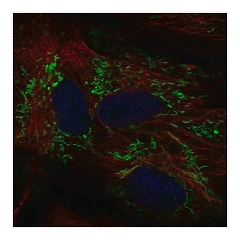 Merck Anti-ALDH1L2 antibody produced in rabbit