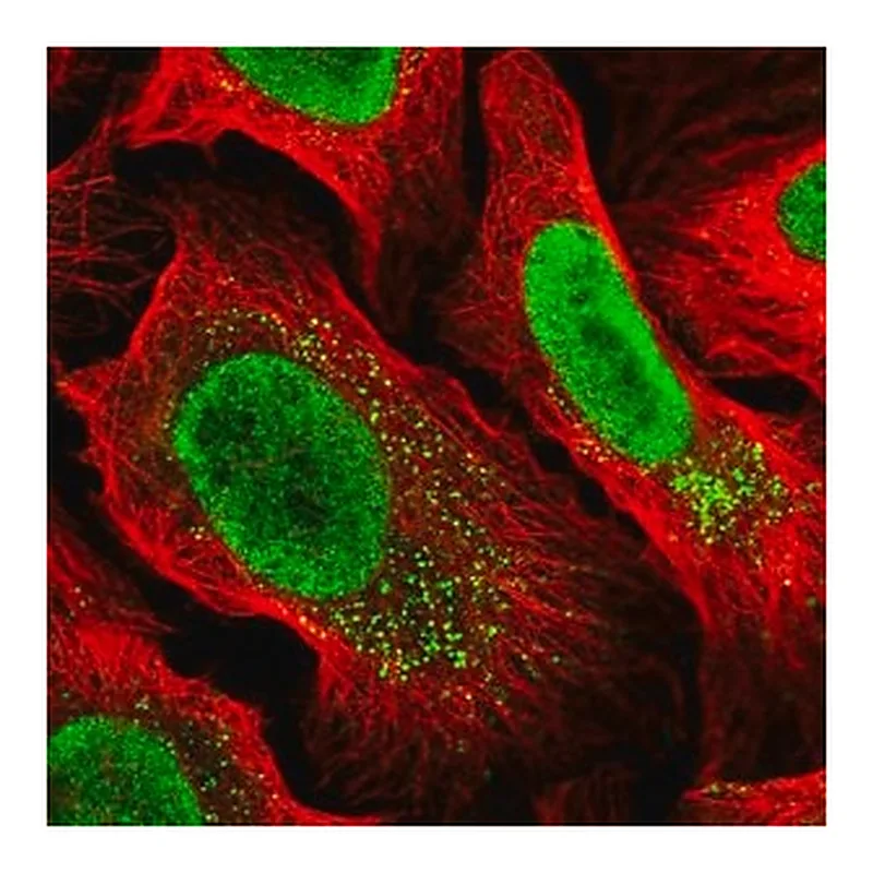 Merck Anti-MYCBP2 antibody produced in rabbit