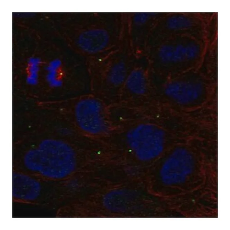 Merck Anti-ZNF620 antibody produced in rabbit