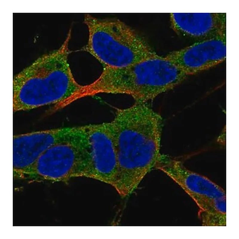 Merck Anti-PLPPR5 antibody produced in rabbit