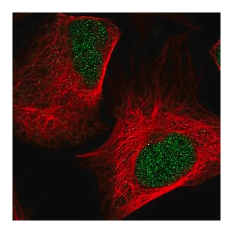 Merck Anti-NEDD8 antibody produced in rabbit