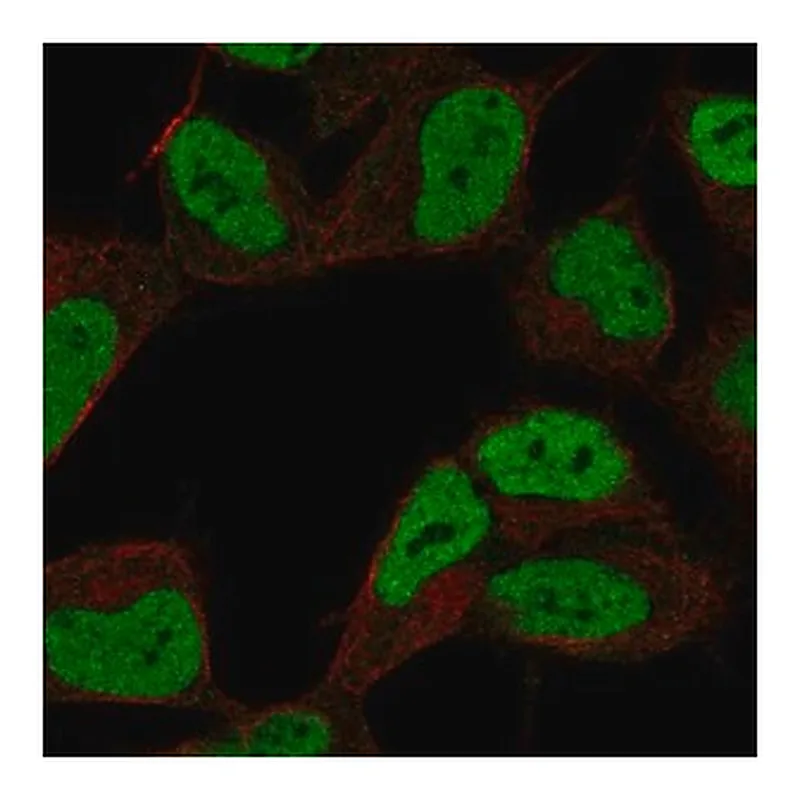 Merck Anti-ZKSCAN3 antibody produced in rabbit