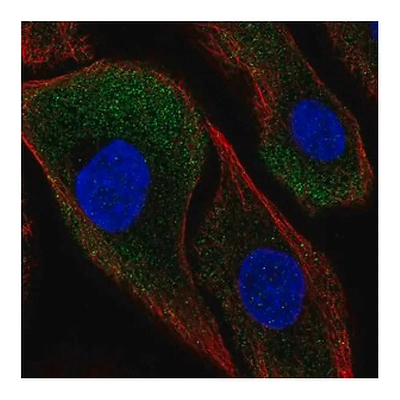 Merck Anti-CAPNS2 antibody produced in rabbit
