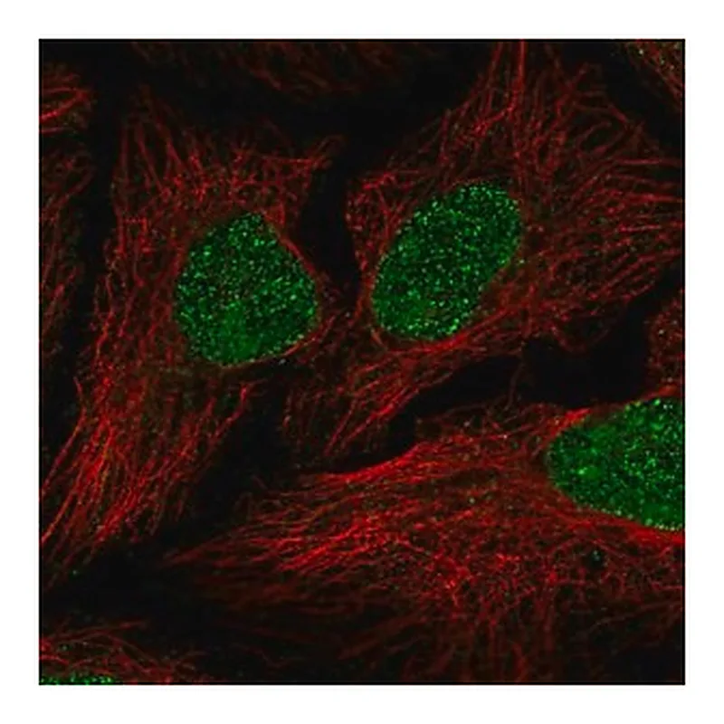 Merck Anti-JRKL antibody produced in rabbit