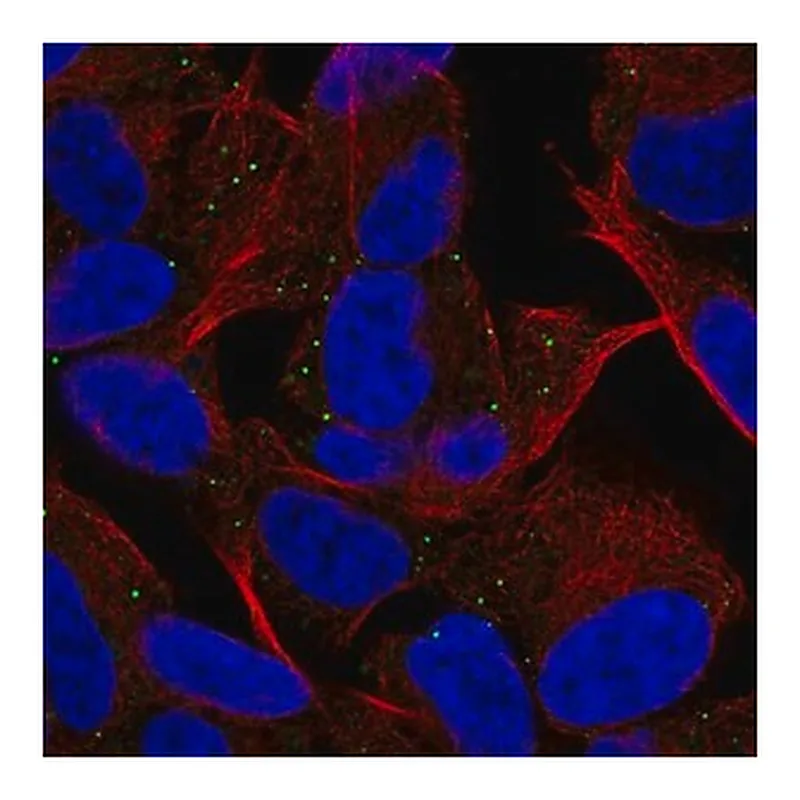Merck Anti-MYT1L antibody produced in rabbit