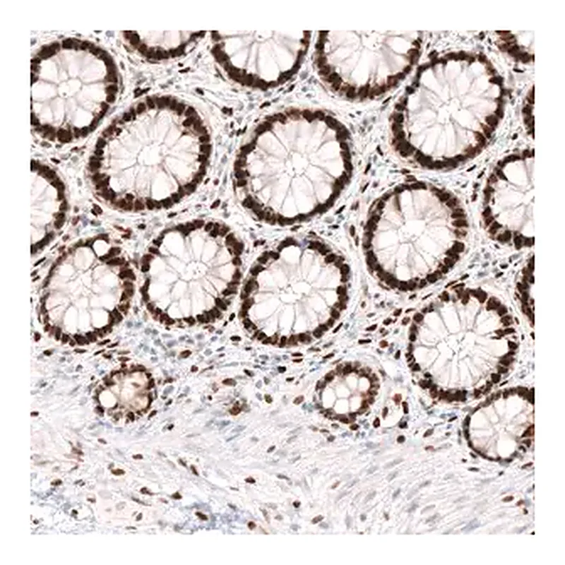 Merck Monoclonal Anti-KLF4 antibody produced in mouse
