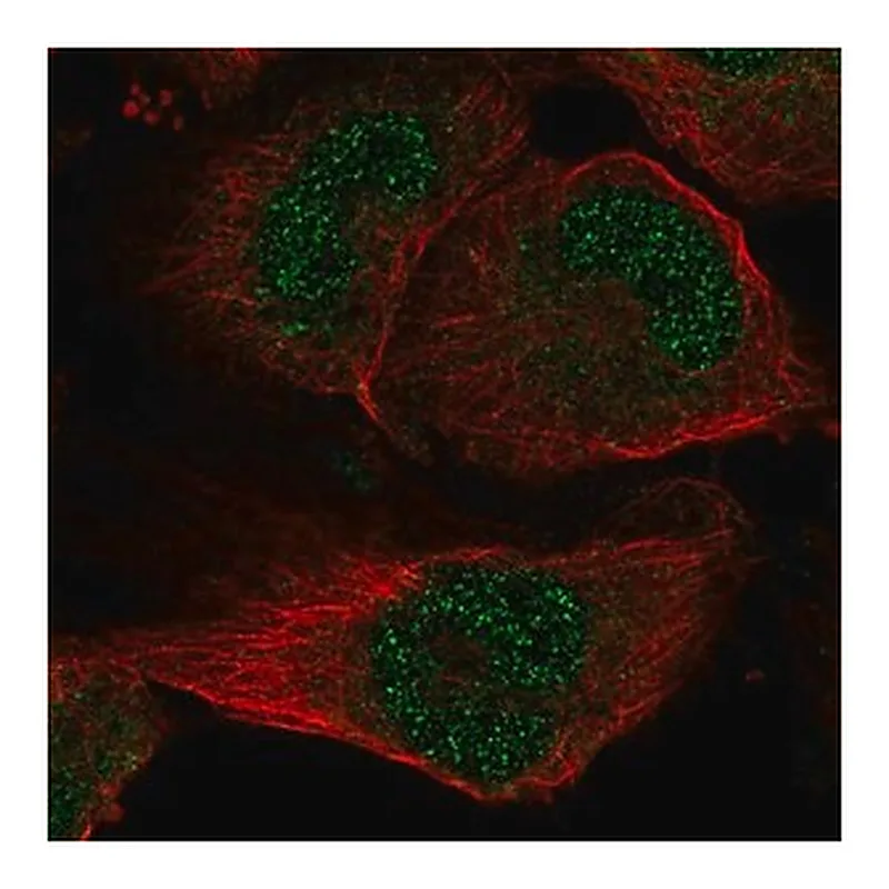 Merck Anti-SLC33A1 antibody produced in rabbit