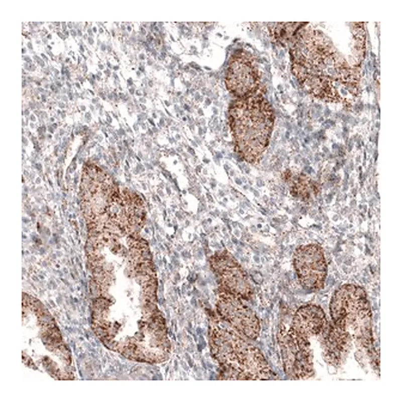 Merck Monoclonal Anti-GRN antibody produced in mouse