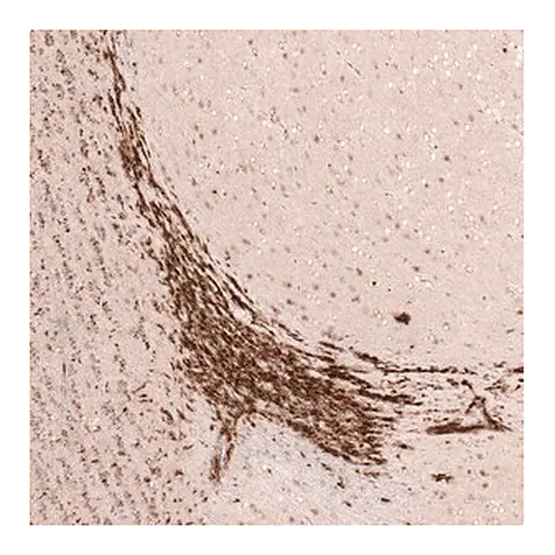 Merck Monoclonal Anti-SOX4 antibody produced in mouse