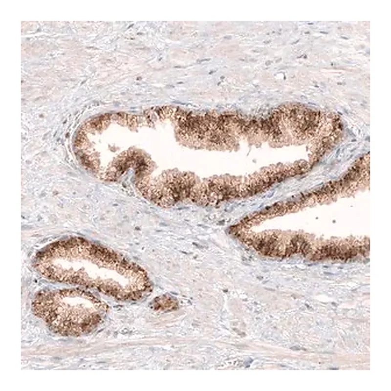Merck Monoclonal Anti-GRN antibody produced in mouse