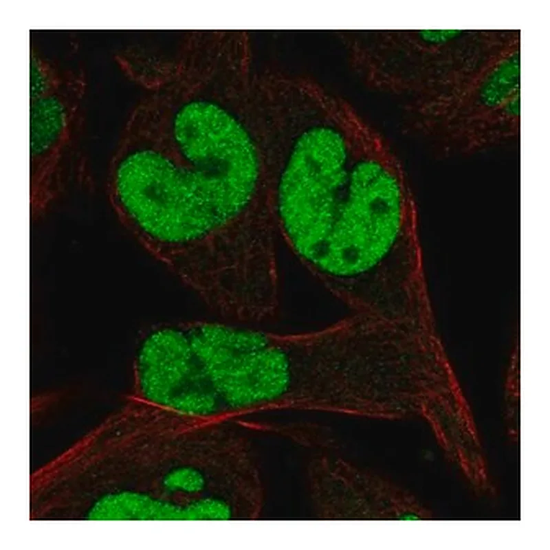 Merck Anti-TCEAL1 antibody produced in rabbit