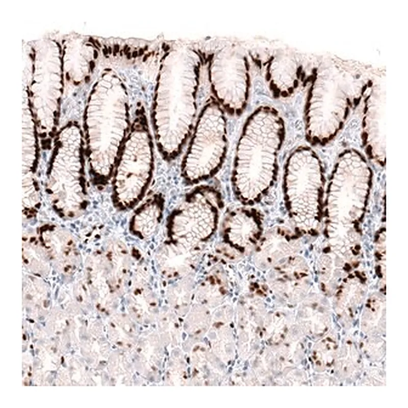 Merck Monoclonal Anti-KLF4 antibody produced in mouse
