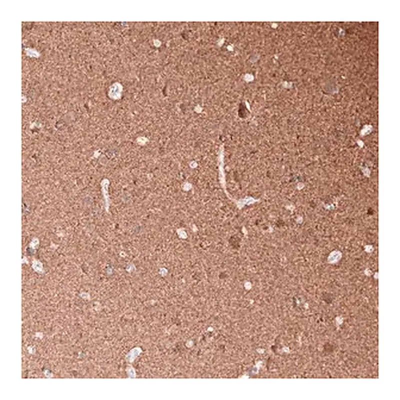Merck Monoclonal Anti-TUBB3 antibody produced in mouse