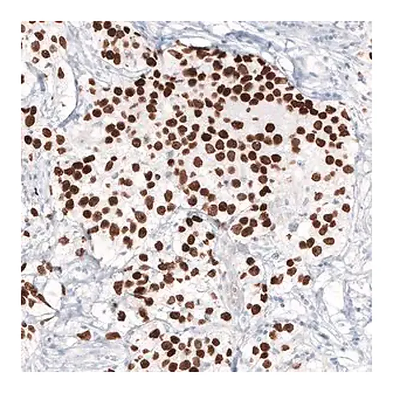 Merck Monoclonal Anti-NANOG antibody produced in mouse