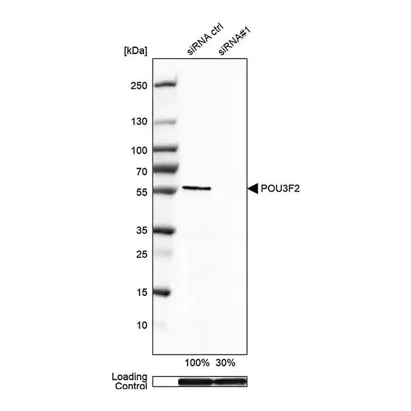 Merck Monoclonal Anti-POU3F2 antibody produced in mouse