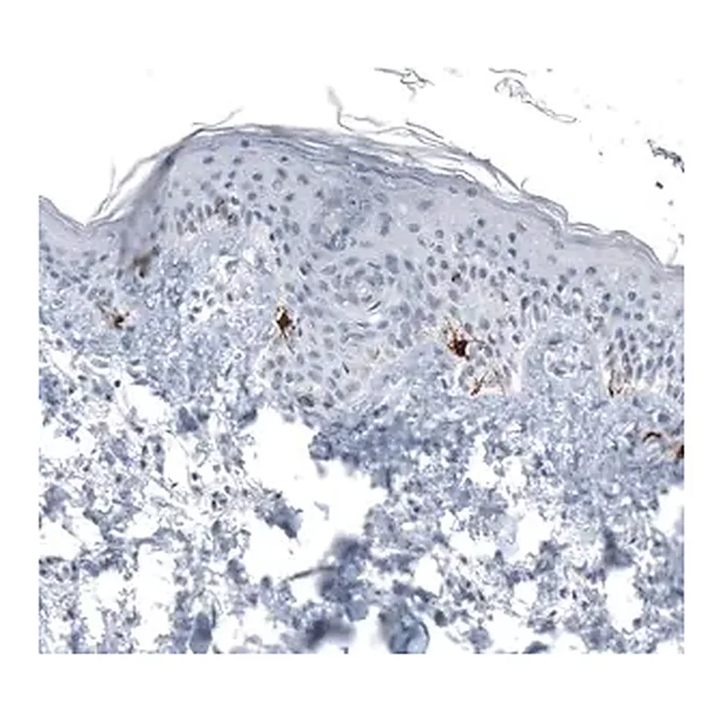 Merck Monoclonal Anti-TYRP1 antibody produced in mouse