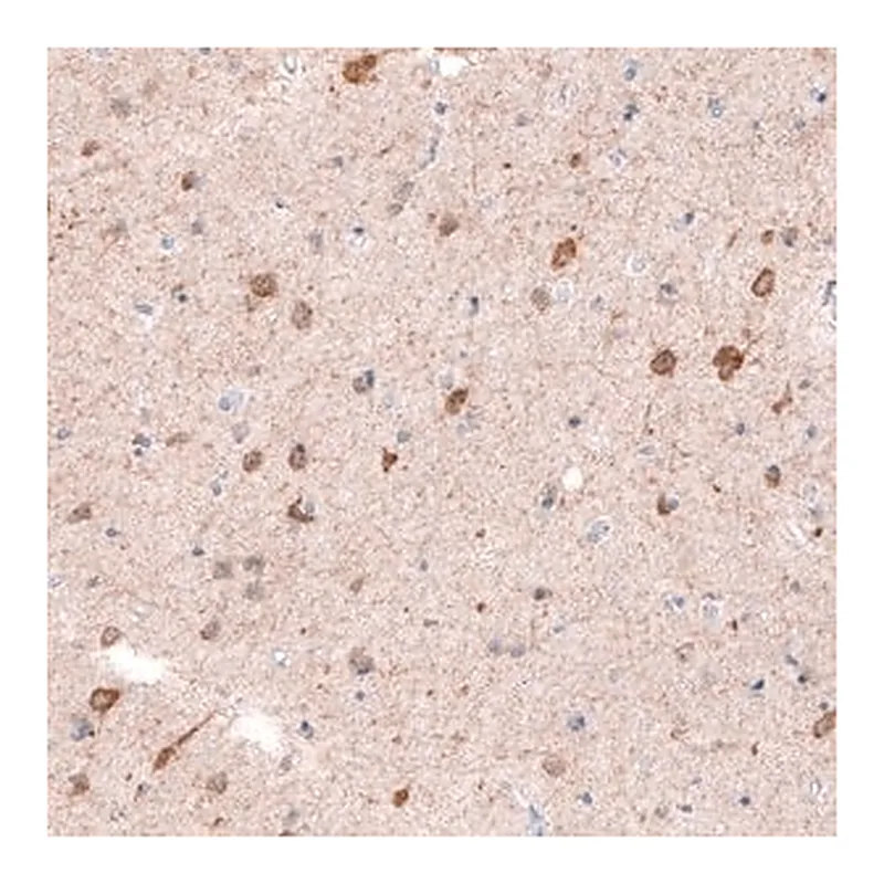Merck Monoclonal Anti-CDKL5 antibody produced in mouse