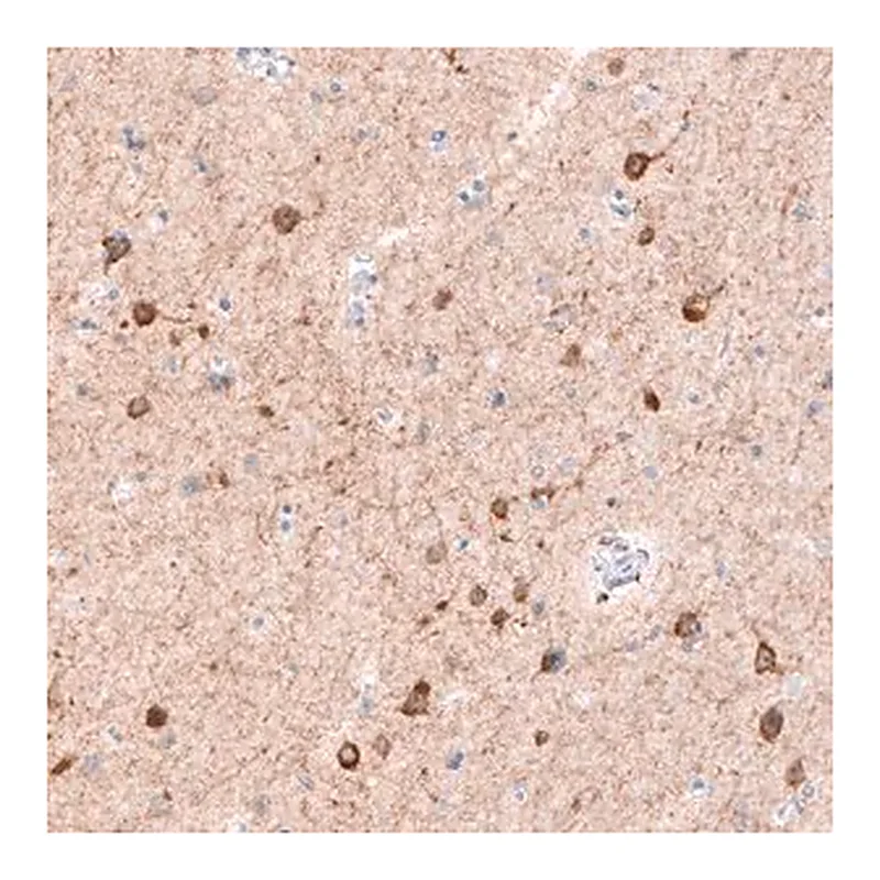 Merck Monoclonal Anti-CDKL5 antibody produced in mouse