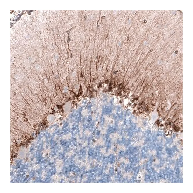 Merck Monoclonal Anti-CLIP1 antibody produced in mouse