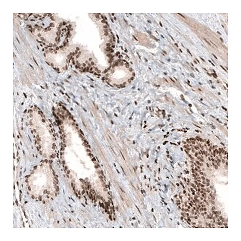 Merck Monoclonal Anti-HIST1H3A antibody produced in mouse