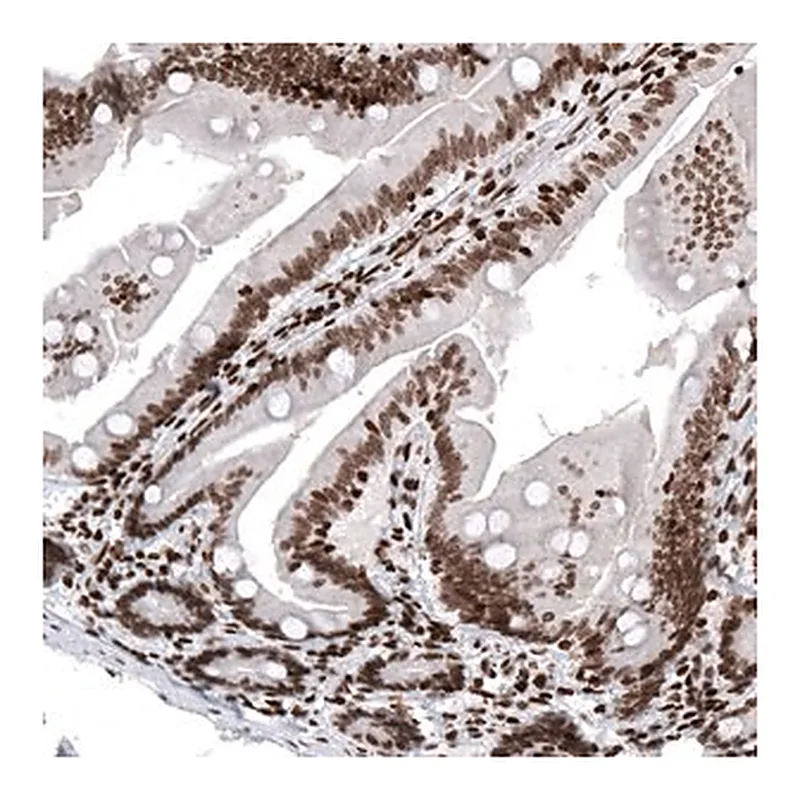 Merck Monoclonal Anti-HIST1H2AG antibody produced in mouse