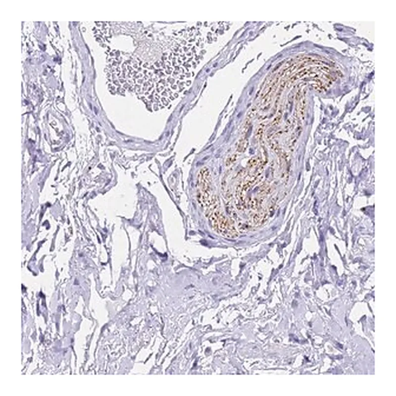Merck Anti-FAM72A antibody produced in rabbit
