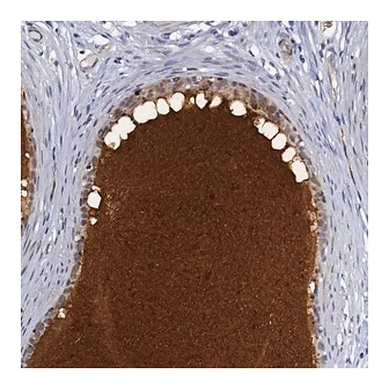Merck Anti-DEFB104A antibody produced in rabbit