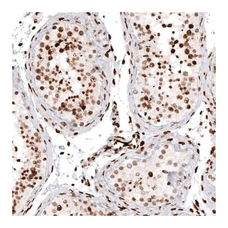 Merck Monoclonal Anti-HIST1H2AG antibody produced in mouse