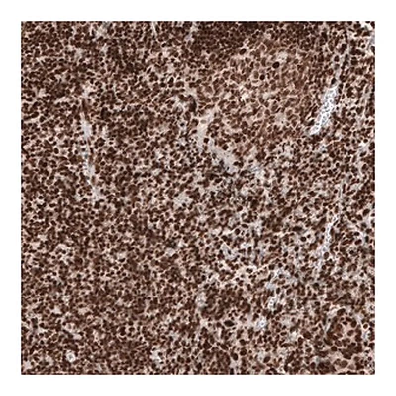 Merck Monoclonal Anti-H2AFY antibody produced in mouse