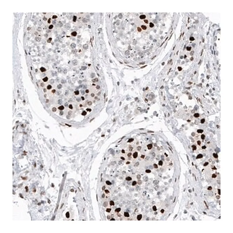 Merck Monoclonal Anti-H2AFY2 antibody produced in mouse