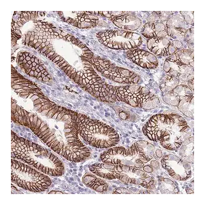 Merck Anti-PRR23A antibody produced in rabbit