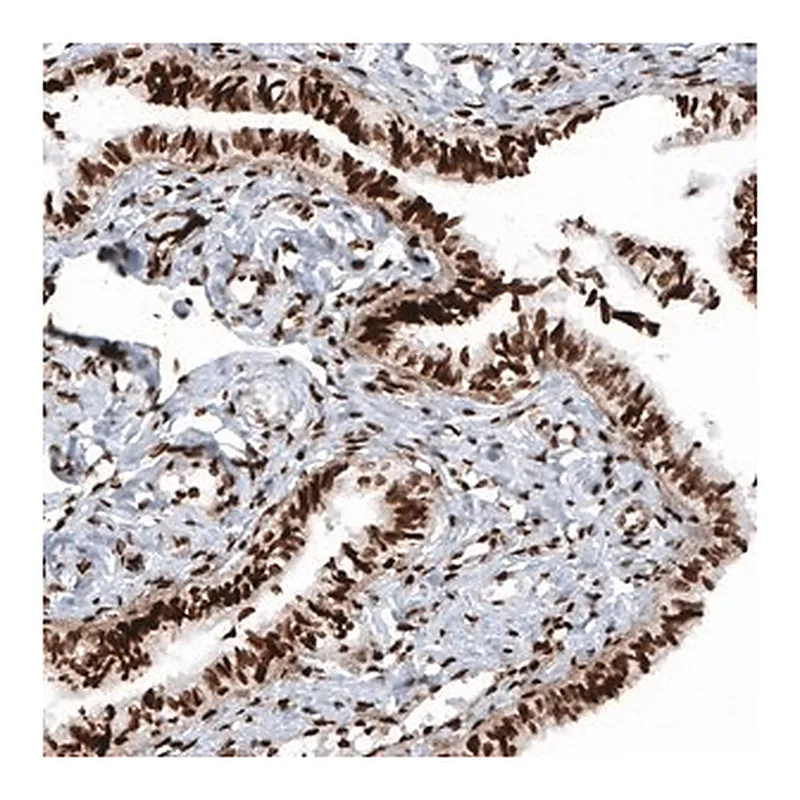 Merck Monoclonal Anti-HIST1H2BC antibody produced in mouse