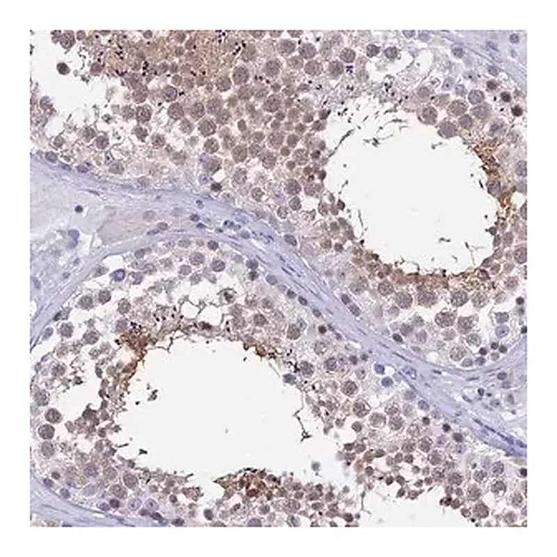 Merck Anti-DEFB107A antibody produced in rabbit