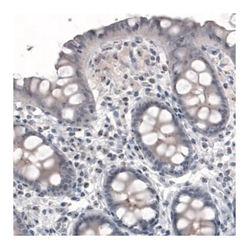 Merck Monoclonal Anti-CEP350 antibody produced in mouse