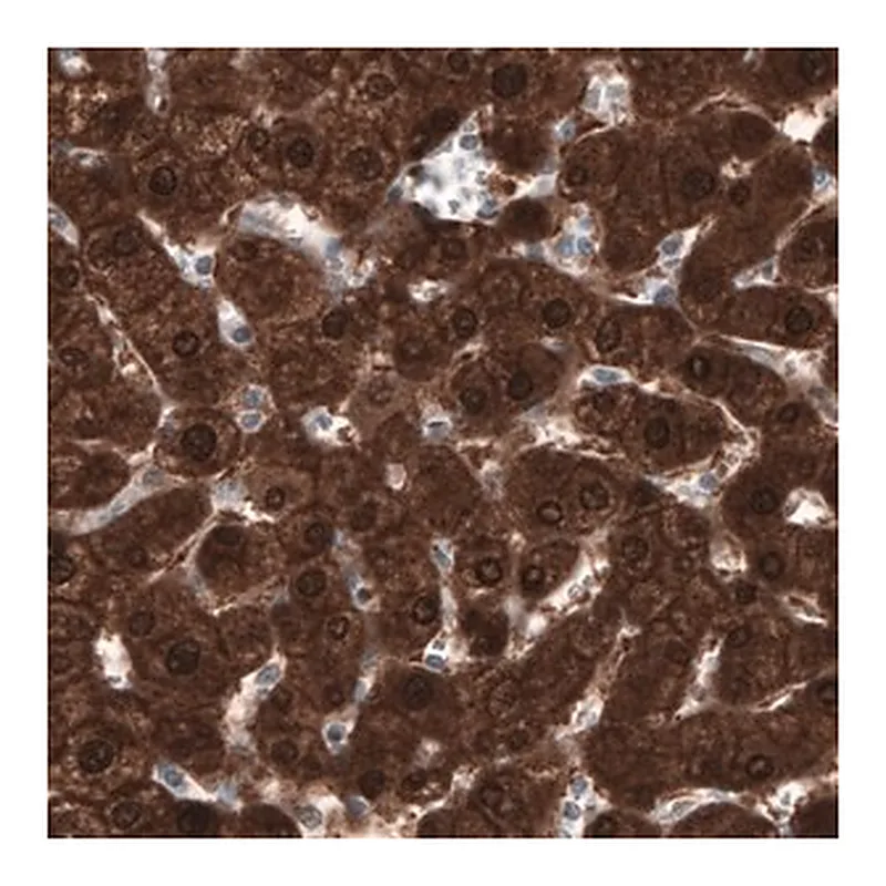 Merck Monoclonal Anti-PGM1 antibody produced in mouse
