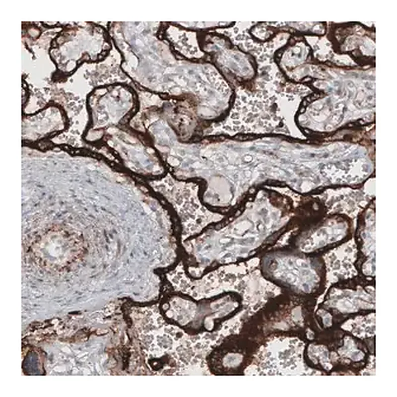Merck Monoclonal Anti-VSIR antibody produced in mouse