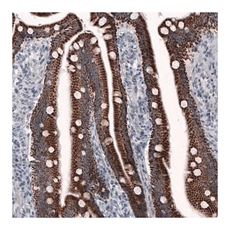 Merck Monoclonal Anti-OTC antibody produced in mouse