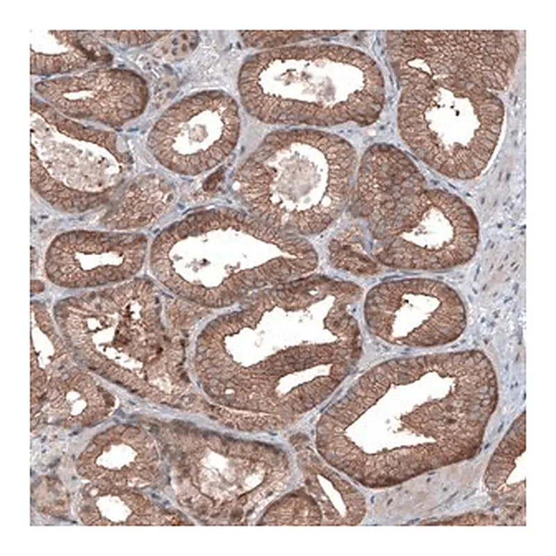Merck Monoclonal Anti-BRAF antibody produced in mouse