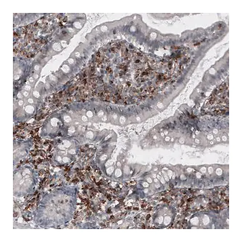 Merck Monoclonal Anti-VSIR antibody produced in mouse