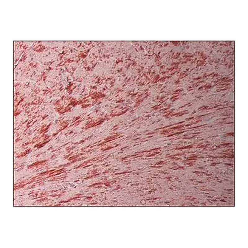 Merck Anti-Connexin 43 antibody, Mouse monoclonal
