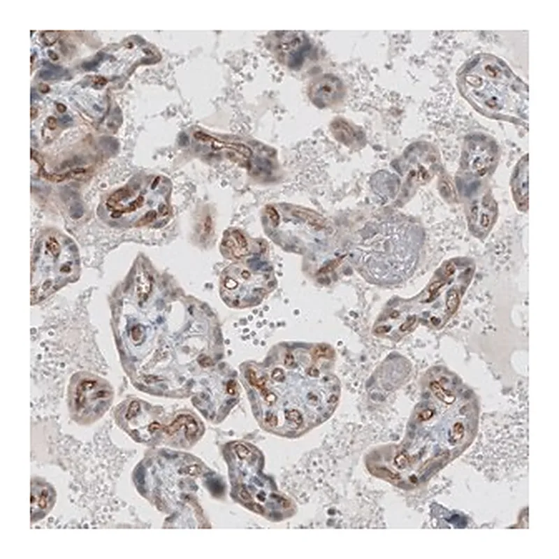 Merck Monoclonal Anti-ADGRL4 antibody produced in mouse