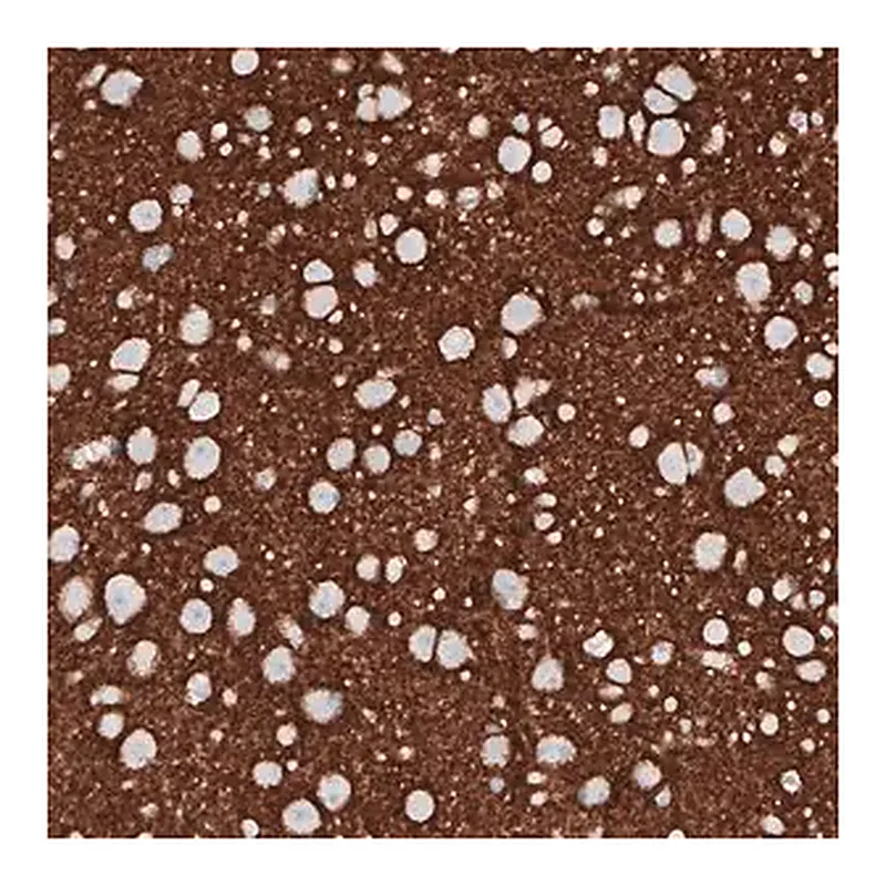 Merck Monoclonal Anti-PRRT2 antibody produced in mouse