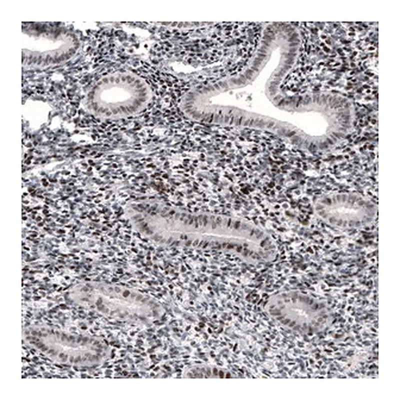 Merck Monoclonal Anti-METTL14 antibody produced in mouse