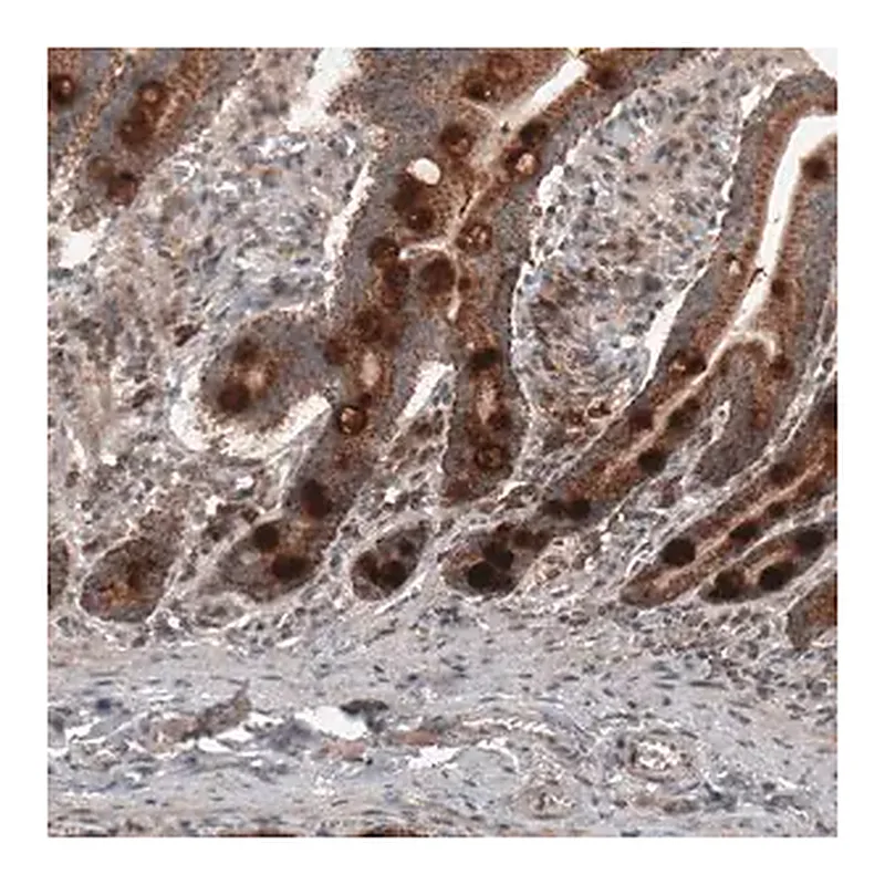 Merck Monoclonal Anti-RBCK1 antibody produced in mouse