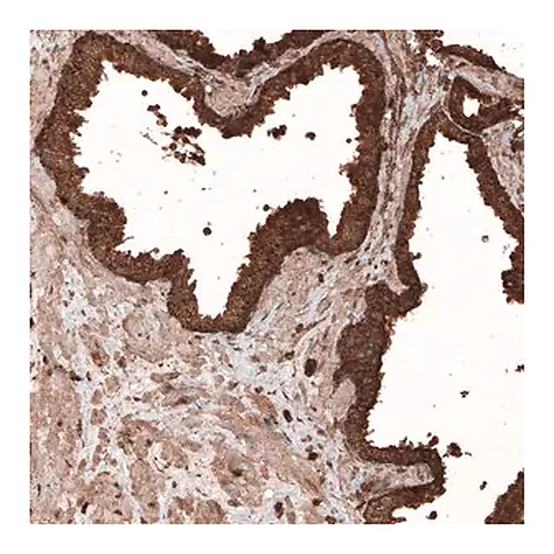 Merck Monoclonal Anti-LAMP1 antibody produced in mouse
